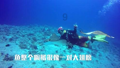 芦荟属于什么科植物？